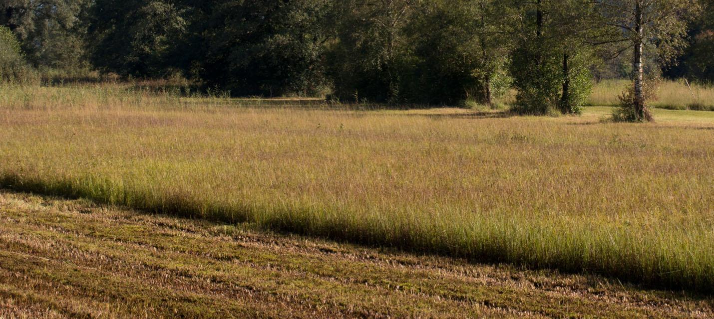 Marais de xxx