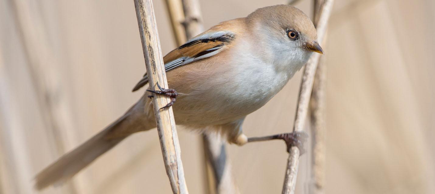Panure à moustaches